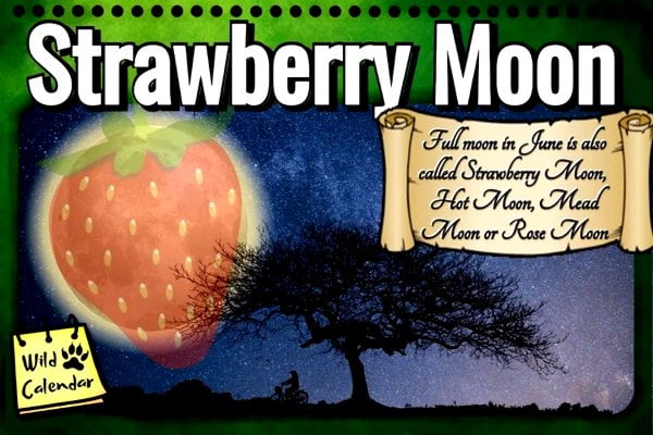 Full Strawberry Moon